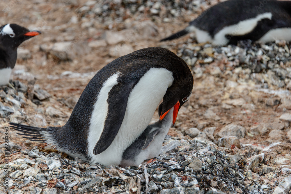 Obraz premium Gentoo penguine with sea elephant