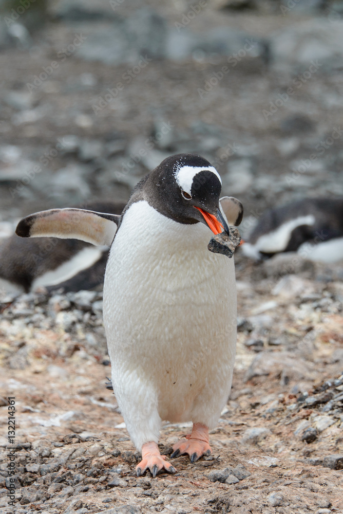 Naklejka premium Gentoo penguine with sea elephant