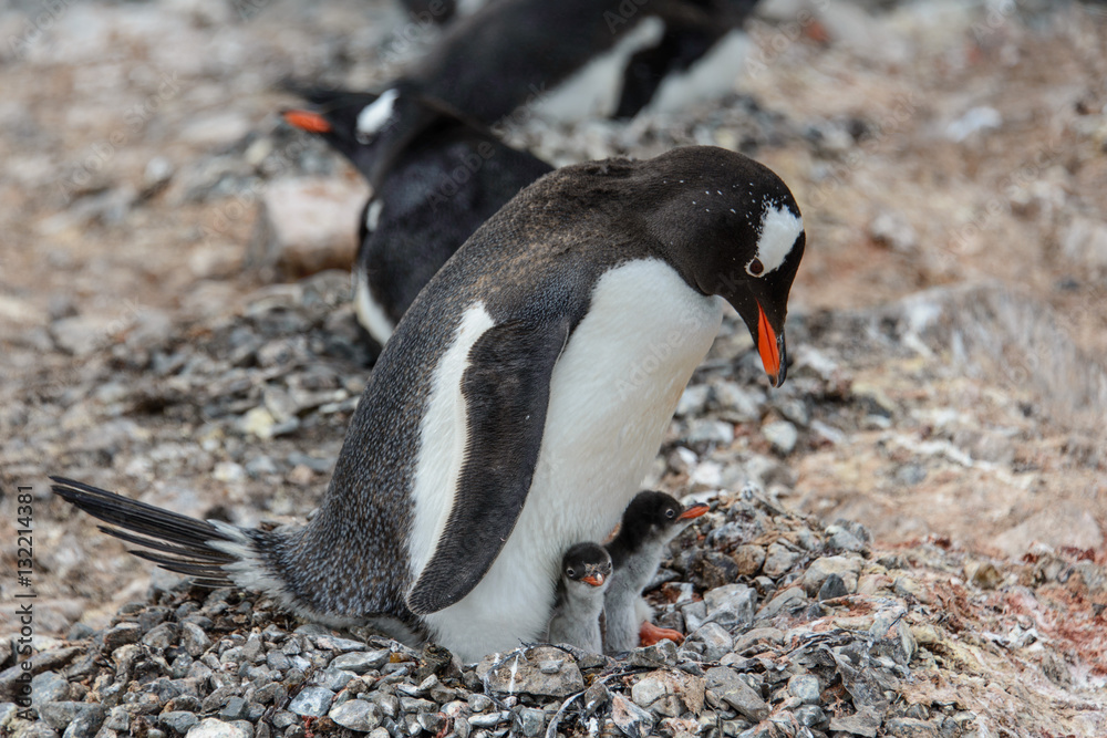 Naklejka premium Gentoo penguine with sea elephant