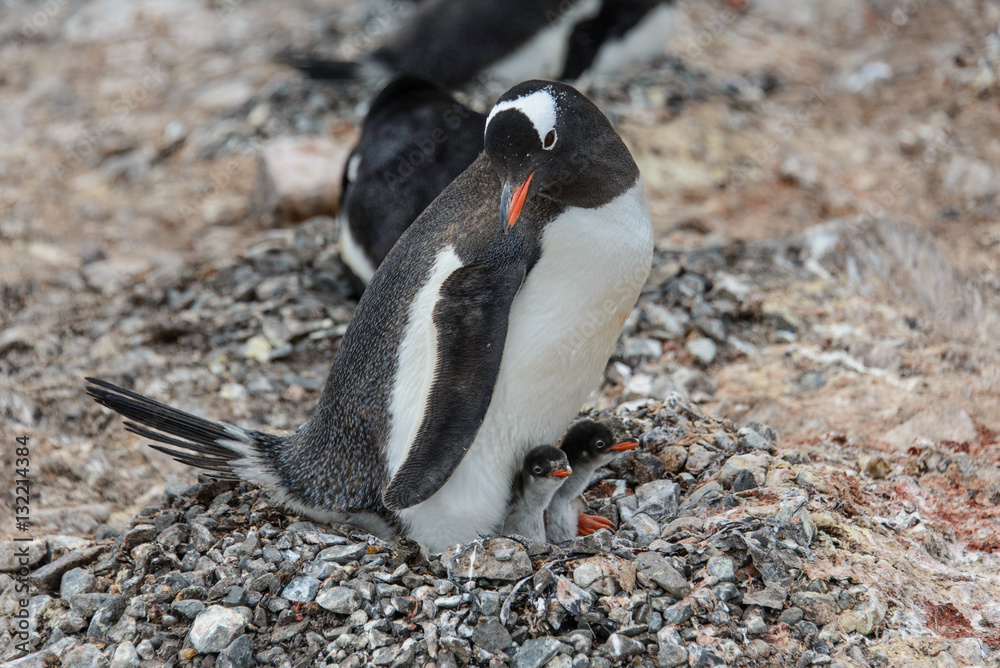 Fototapeta premium Gentoo penguine with sea elephant