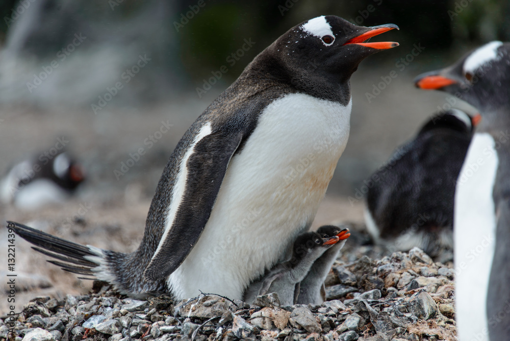 Naklejka premium Gentoo penguine with sea elephant