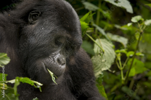 Mountain gorilla (Gorilla beringei beringei) feeding. Bwindi Impenetrable Forest. Uganda © Roger de la Harpe