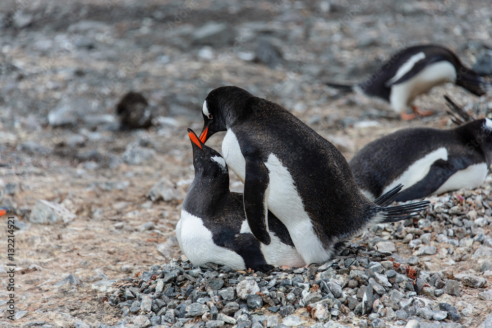 Naklejka premium Gentoo penguins have sex 