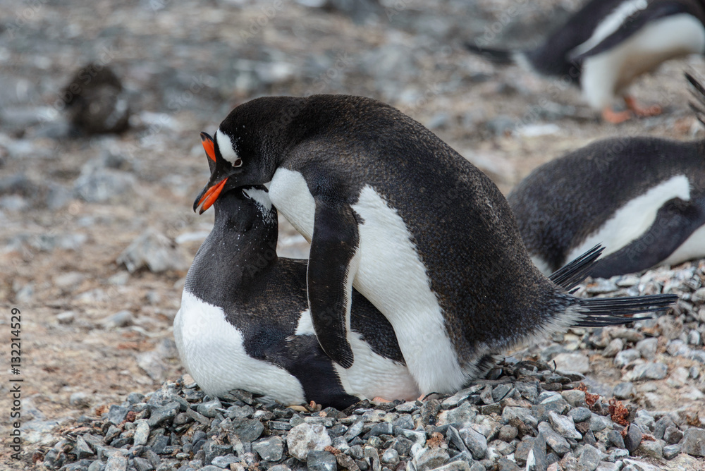 Naklejka premium Gentoo penguins have sex 