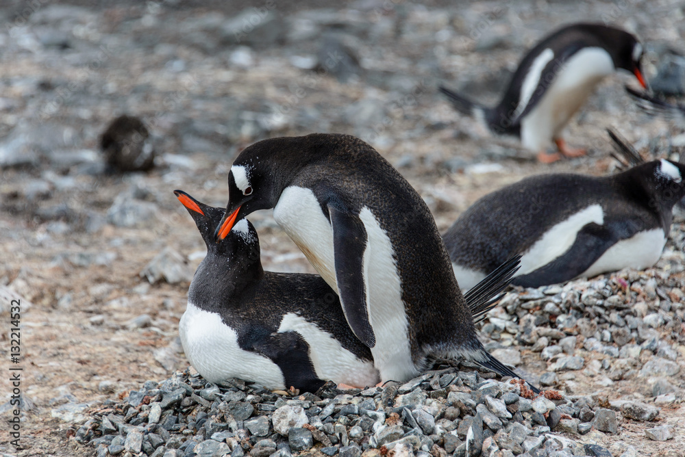 Naklejka premium Gentoo penguins have sex 