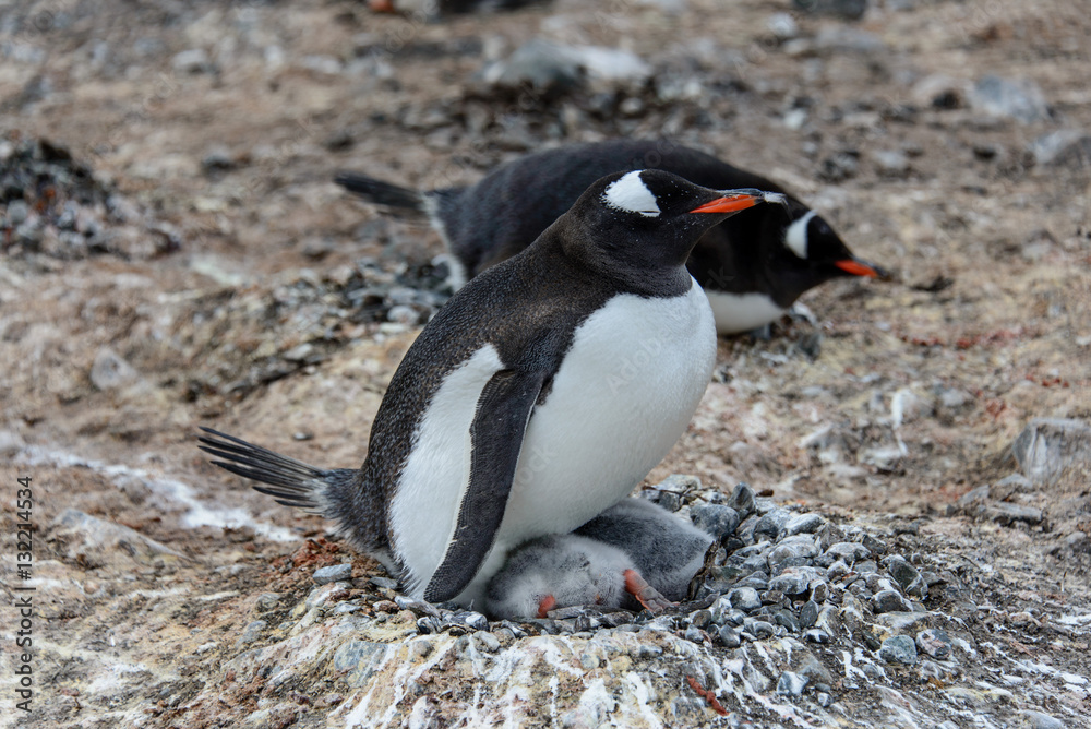 Fototapeta premium Gentoo penguin with chicks 