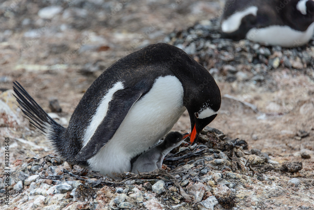 Naklejka premium Gentoo penguin with chicks 