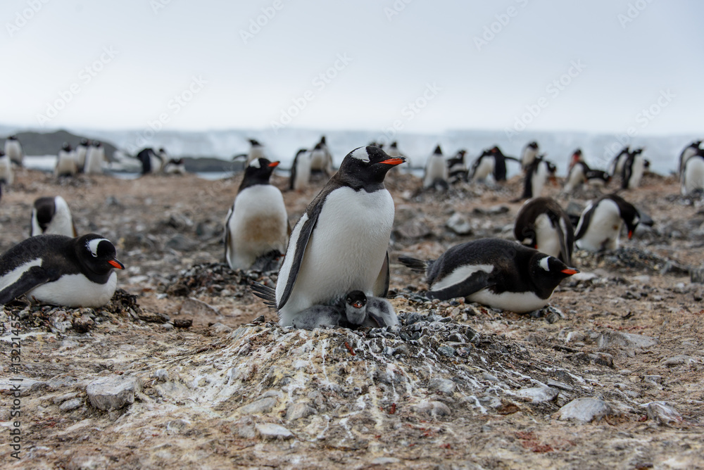 Obraz premium Gentoo penguin with chicks 