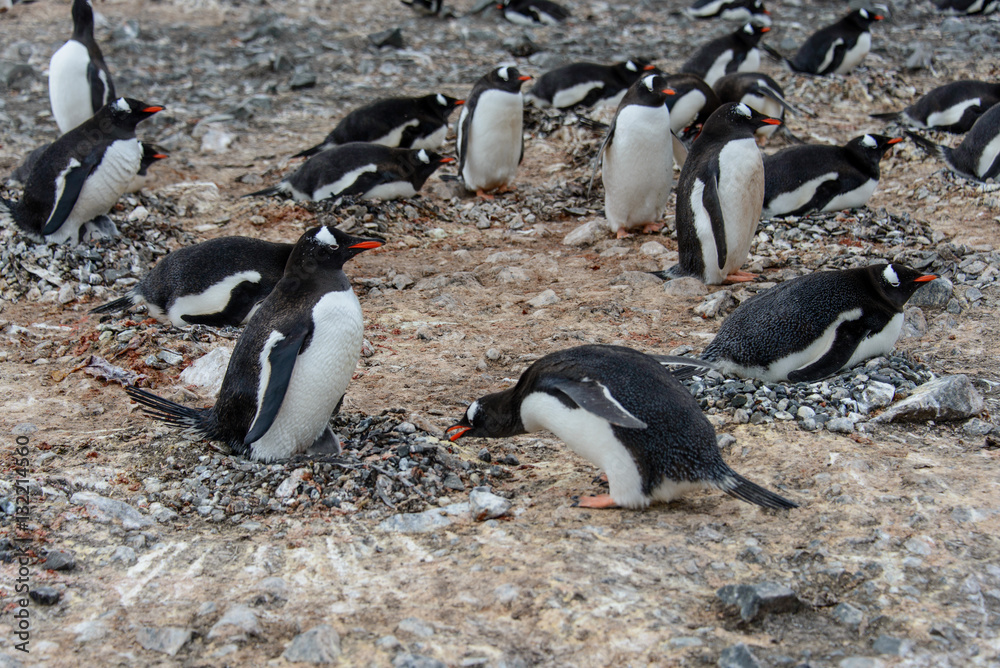 Naklejka premium Gentoo penguin with chicks