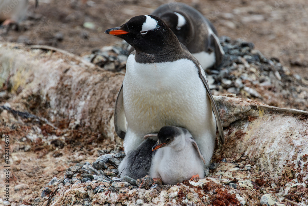 Fototapeta premium Gentoo penguin with chicks 
