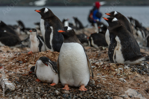 Gentoo penguin with chicks 
