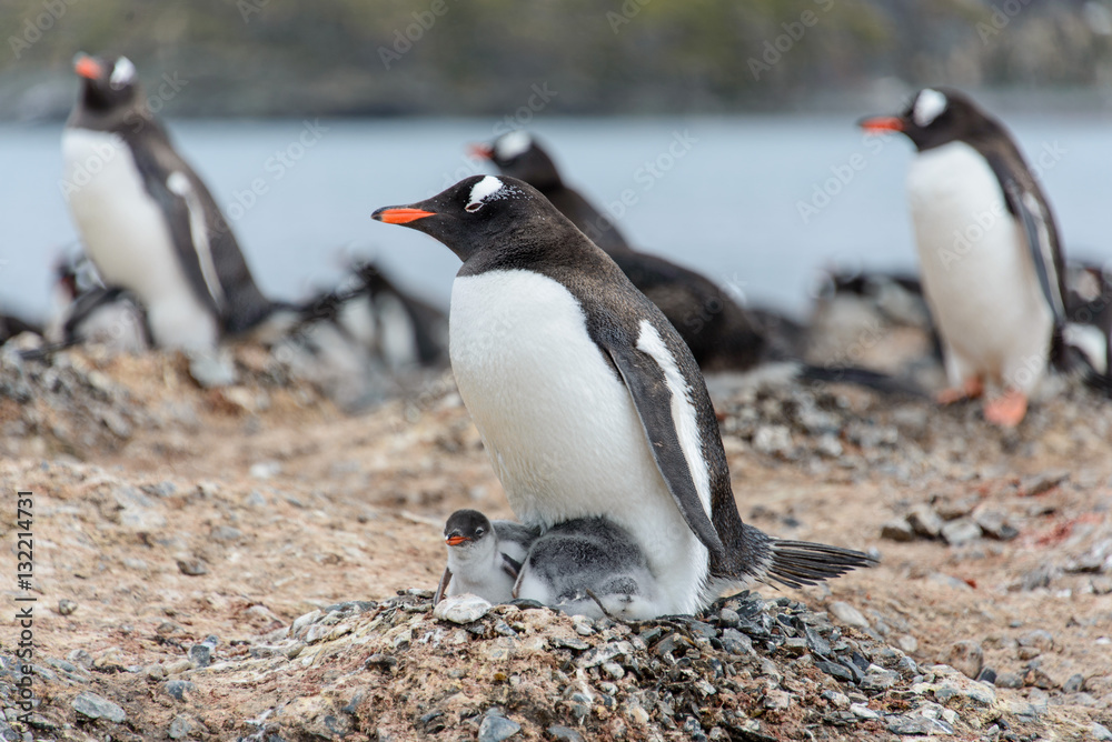 Fototapeta premium Gentoo penguine with chicks