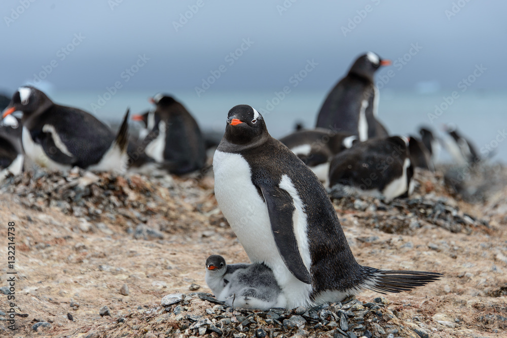 Obraz premium Gentoo penguine with chicks