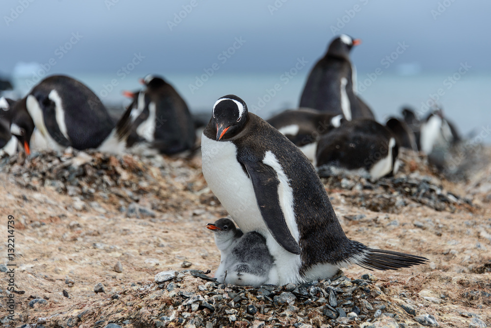 Fototapeta premium Gentoo penguine with chicks