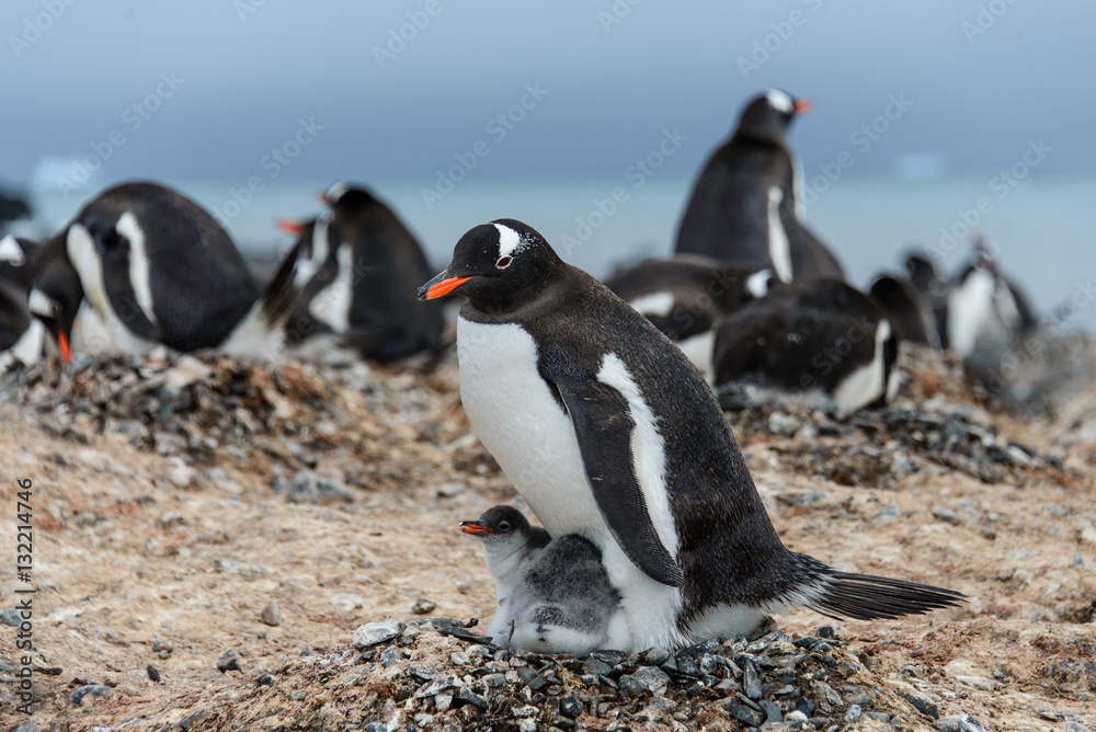 Naklejka premium Gentoo penguine with chicks