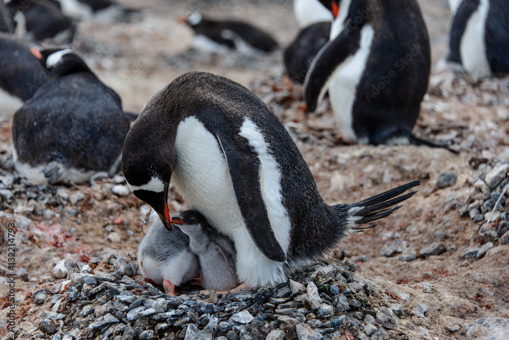 Fototapeta premium Gentoo penguine with chicks