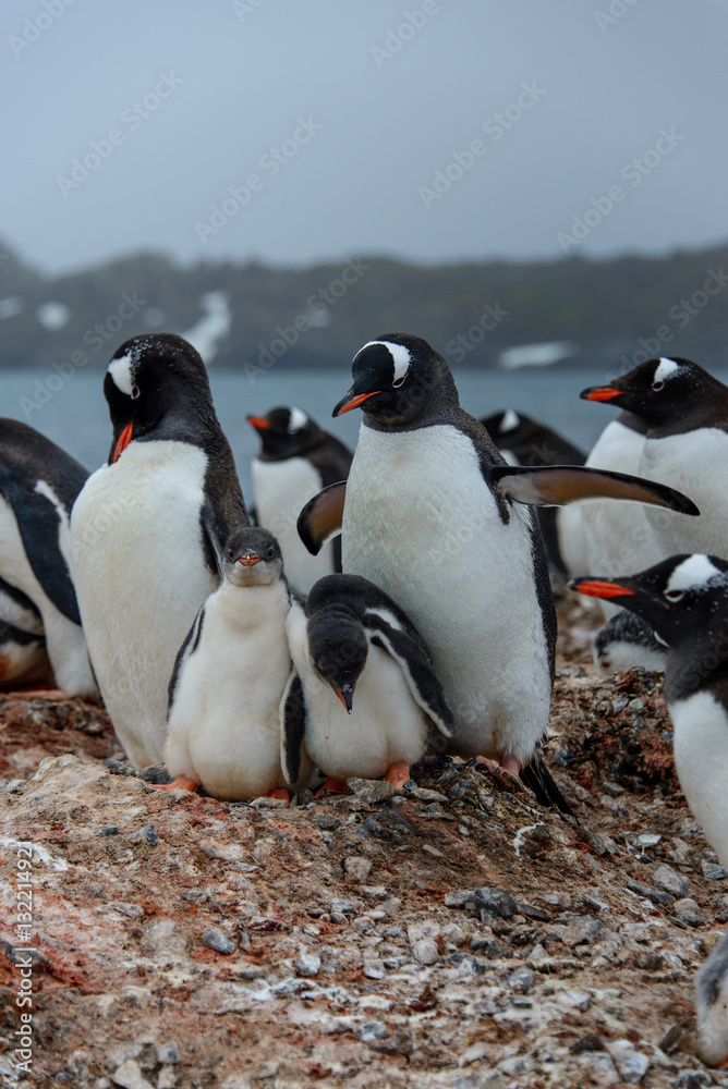 Obraz premium Gentoo penguine with chicks