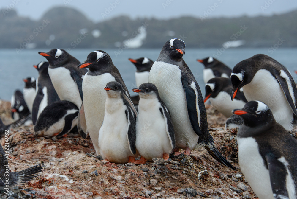 Naklejka premium Gentoo penguine with chicks