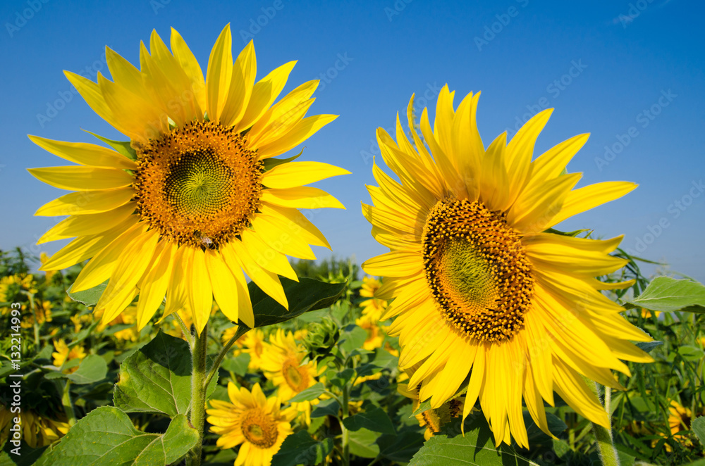 Field of yellow sunflowers on one of which sits a bee and blue s