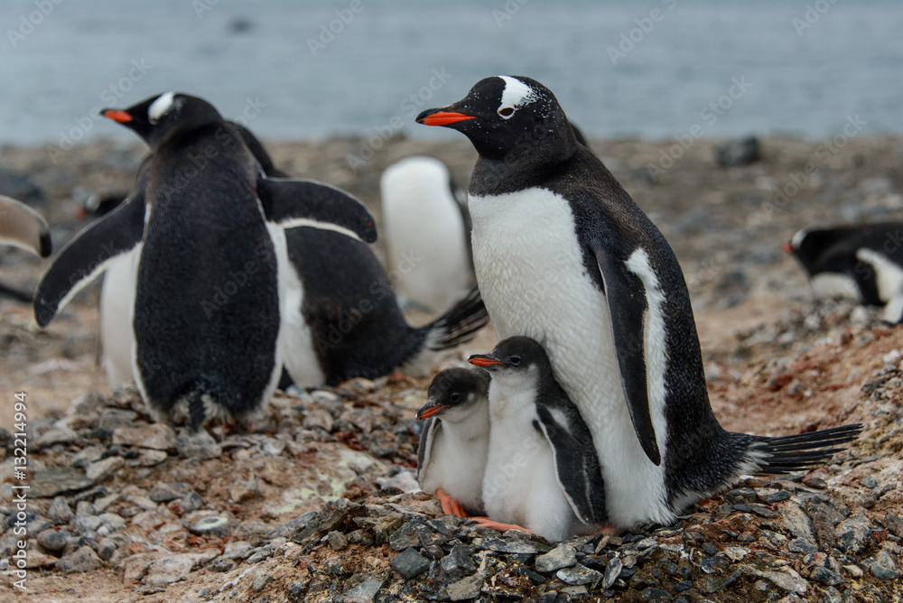 Obraz premium Gentoo penguine with chicks