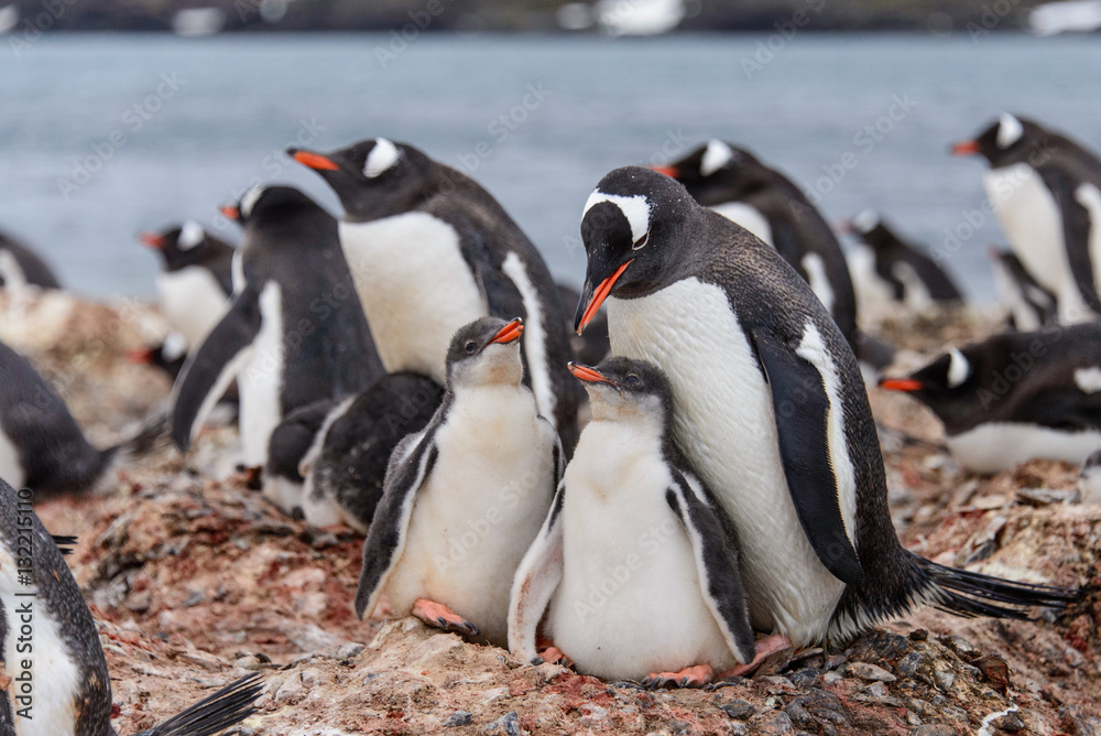 Obraz premium Gentoo penguine with chicks