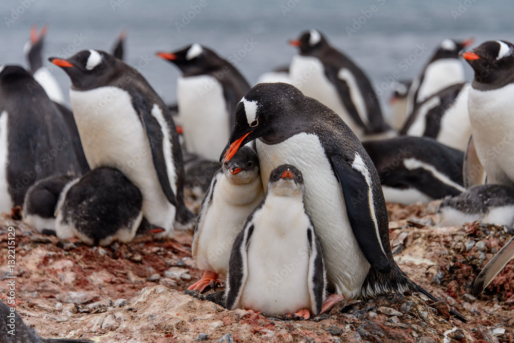 Obraz premium Gentoo penguine with chicks