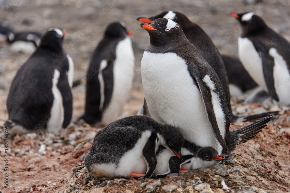 Naklejka premium Gentoo penguine with chicks