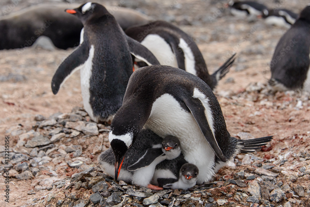 Fototapeta premium Gentoo penguine with chicks