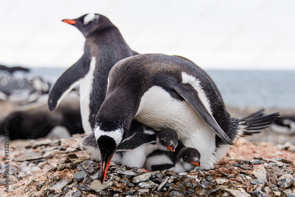 Naklejka premium Gentoo penguine with chicks