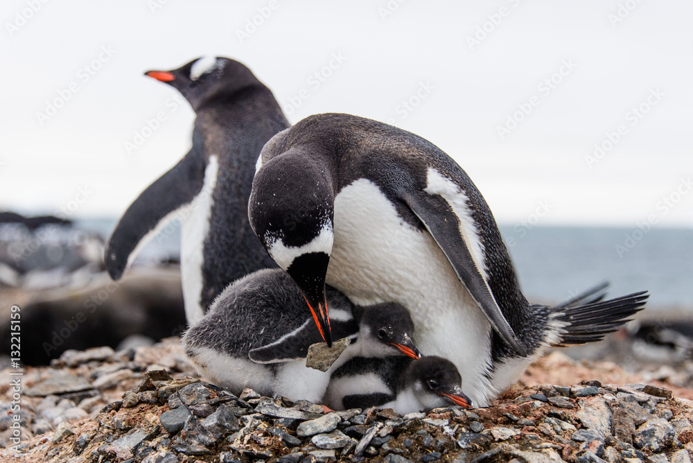 Fototapeta premium Gentoo penguine with chicks