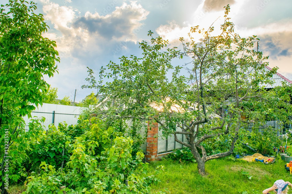 Apple tree in traditional Russian garden