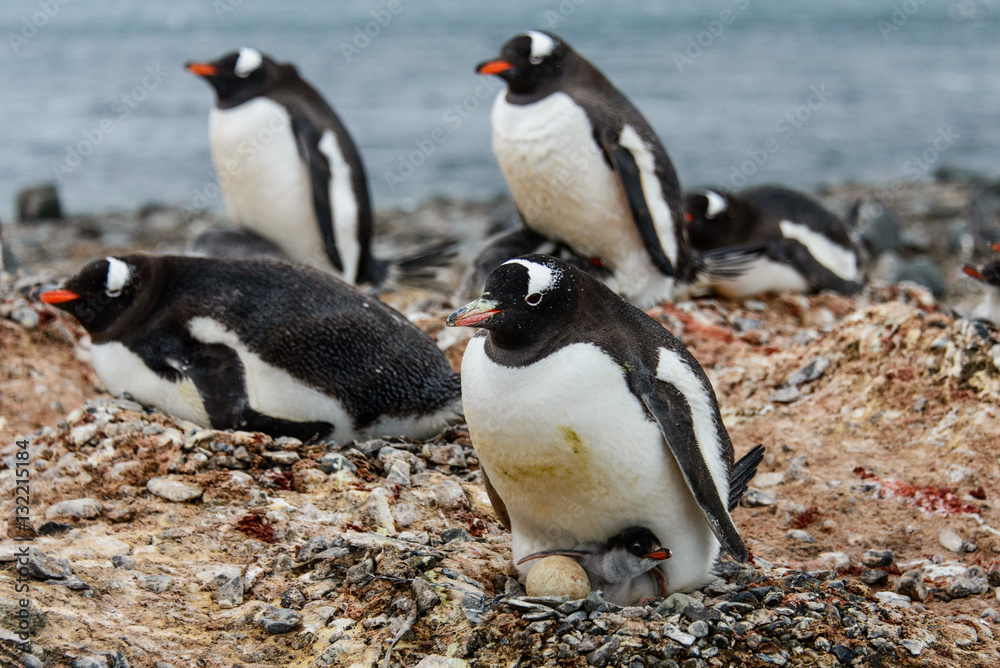 Naklejka premium Gentoo penguine with chicks