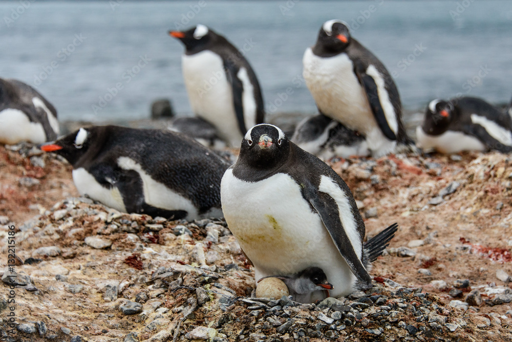 Fototapeta premium Gentoo penguine with chicks