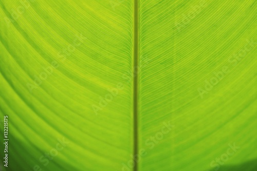 background closeup detail of fresh green banana leaf 