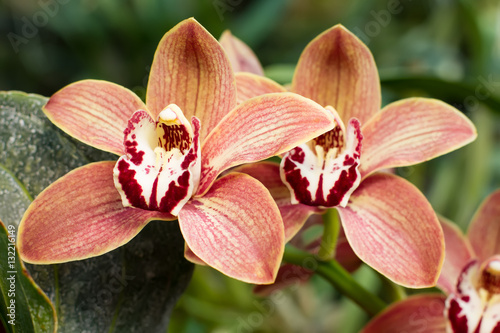 Fototapeta Naklejka Na Ścianę i Meble -  Rare orchid flowers.