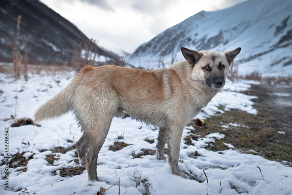 Obraz premium Kaukaz - Gruzja w zimowej szacie. Caucassus mountains in Georgia.