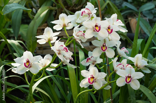 Fototapeta Naklejka Na Ścianę i Meble -  Beautiful bouquet of white orchids.