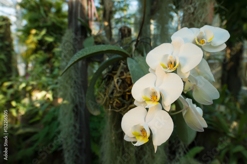 Fototapeta Naklejka Na Ścianę i Meble -  Beautiful branch of white orchids in a tropical forest.
