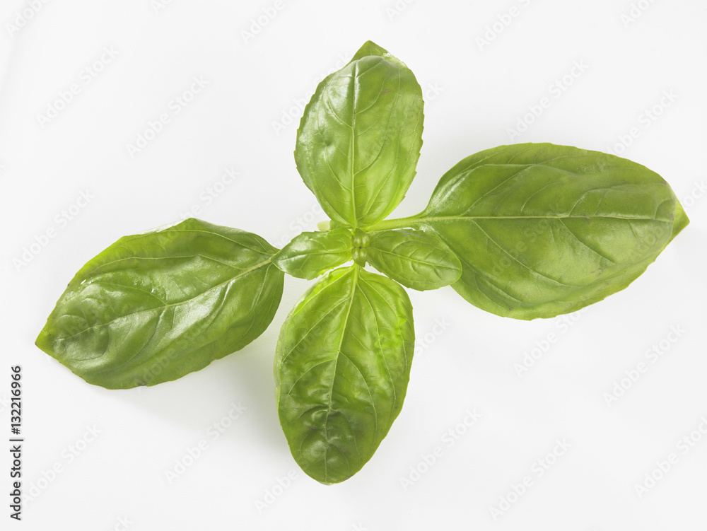 basil leaf basil leaf