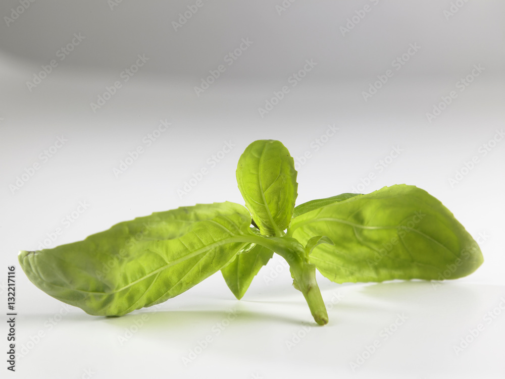 basil leaf