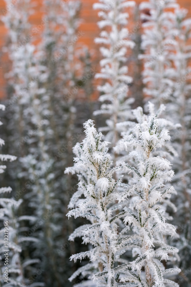 Frost rosemary plant with blurred winter background Frost rosemary plant with blurred winter background