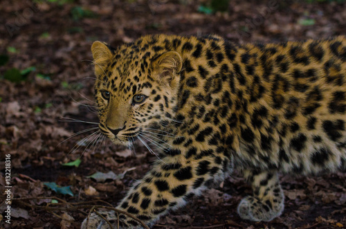 Amur Leopard stalks 2