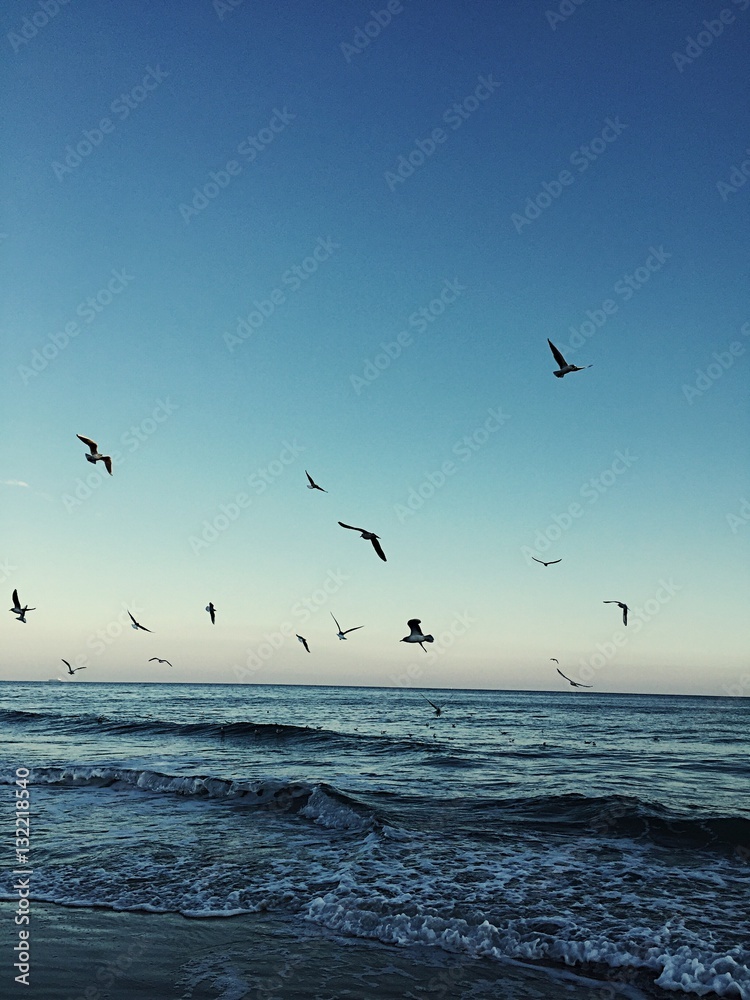 Fototapeta premium sea ​​sunset and flying seagulls