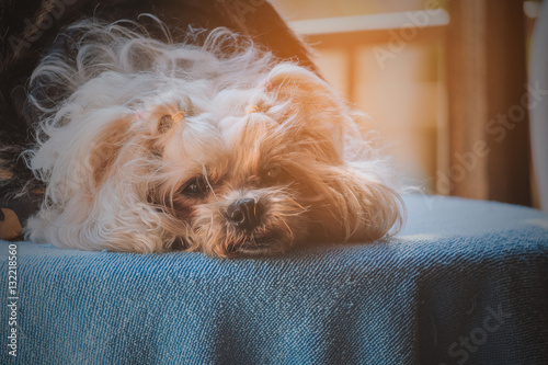 Shih Tzu dog, It is a lonely