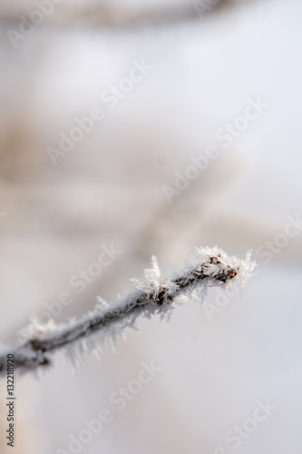 Frosty twig with blurred background abstract winter background