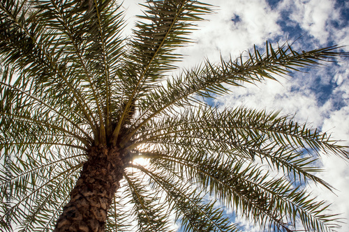 Under the palm tree sunlight and blue sky