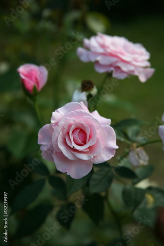 Pink rose  / Lovely pink 