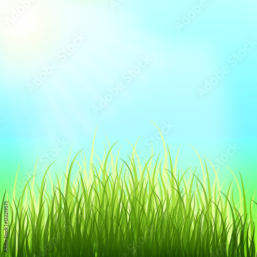 Spring background. Sunny day. Young grass.