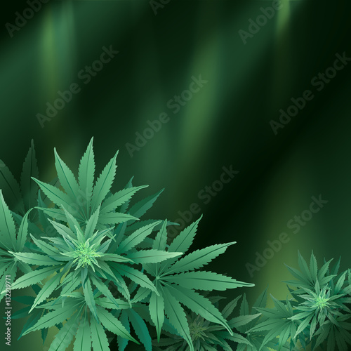 Cannabis or Marijuana Background.
Hand drawn vector illustration of the plant in top view and spotlights.
