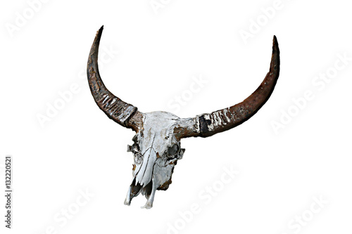 buffalo skull in original horn sheath © orathai